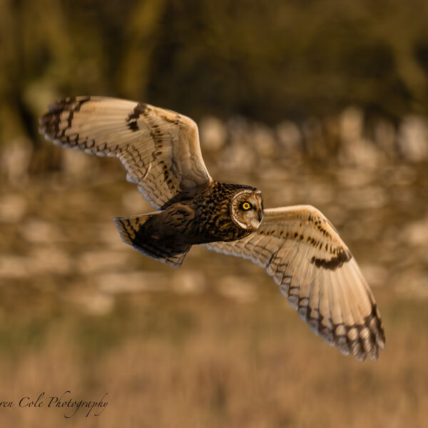 Short Eared Owl in flight golden hour, dry stone wall in background