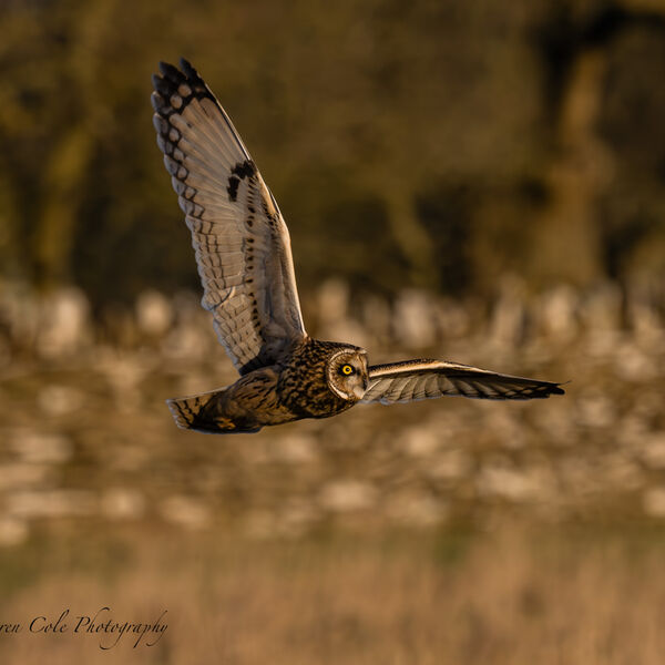 Short Eared Owl gliding over grassland