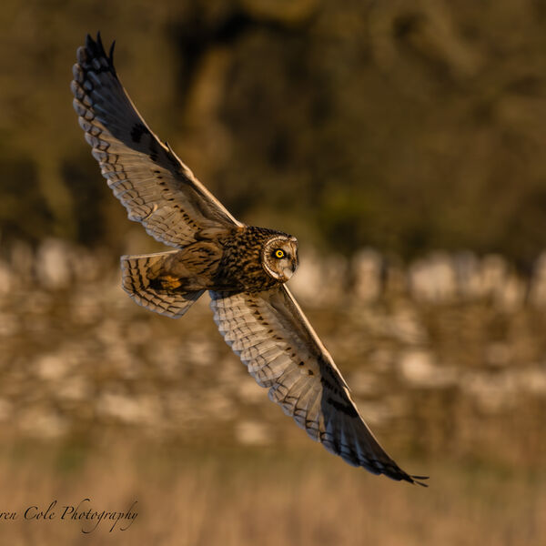Short Eared Owl in flight wing spread wide golden hour light