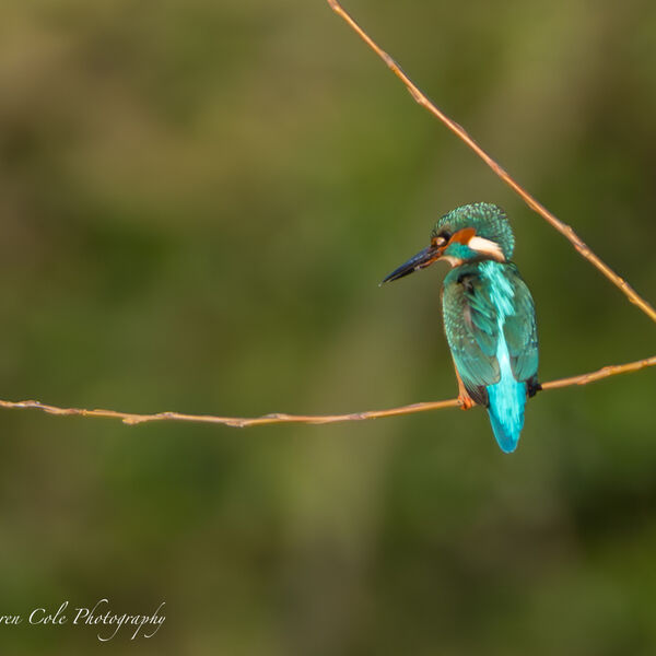 Kingfisher