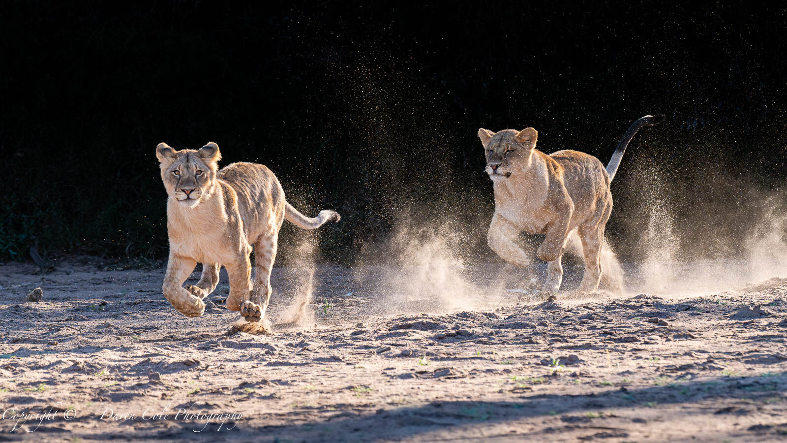 Young Lions playing in the dry riverbed