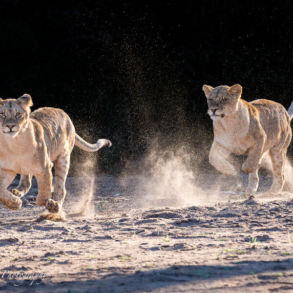 Young Lions playing in the dry riverbed