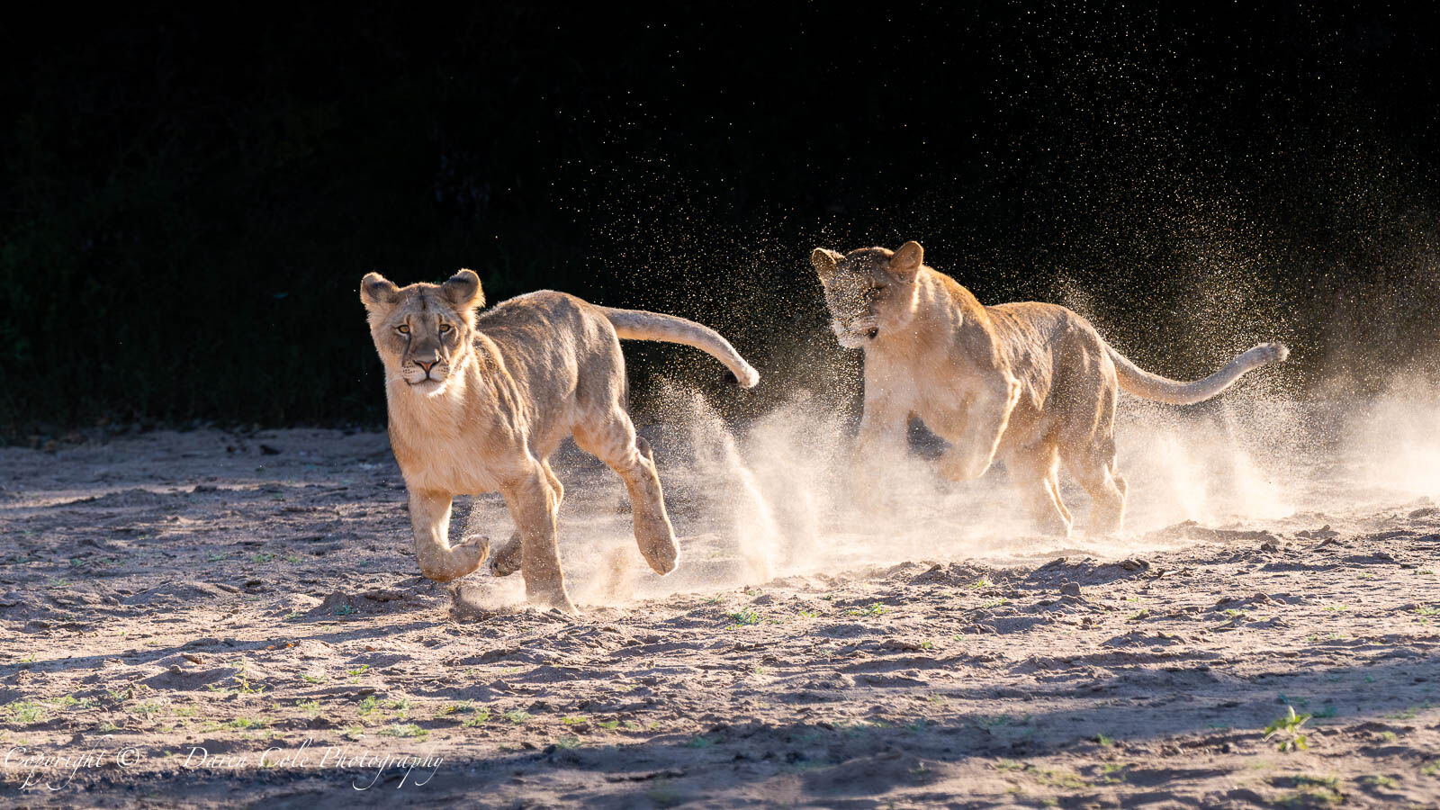 Young Lions playing in the dry riverbed