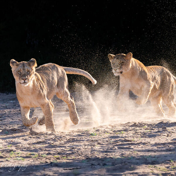 Young Lions playing in the dry riverbed
