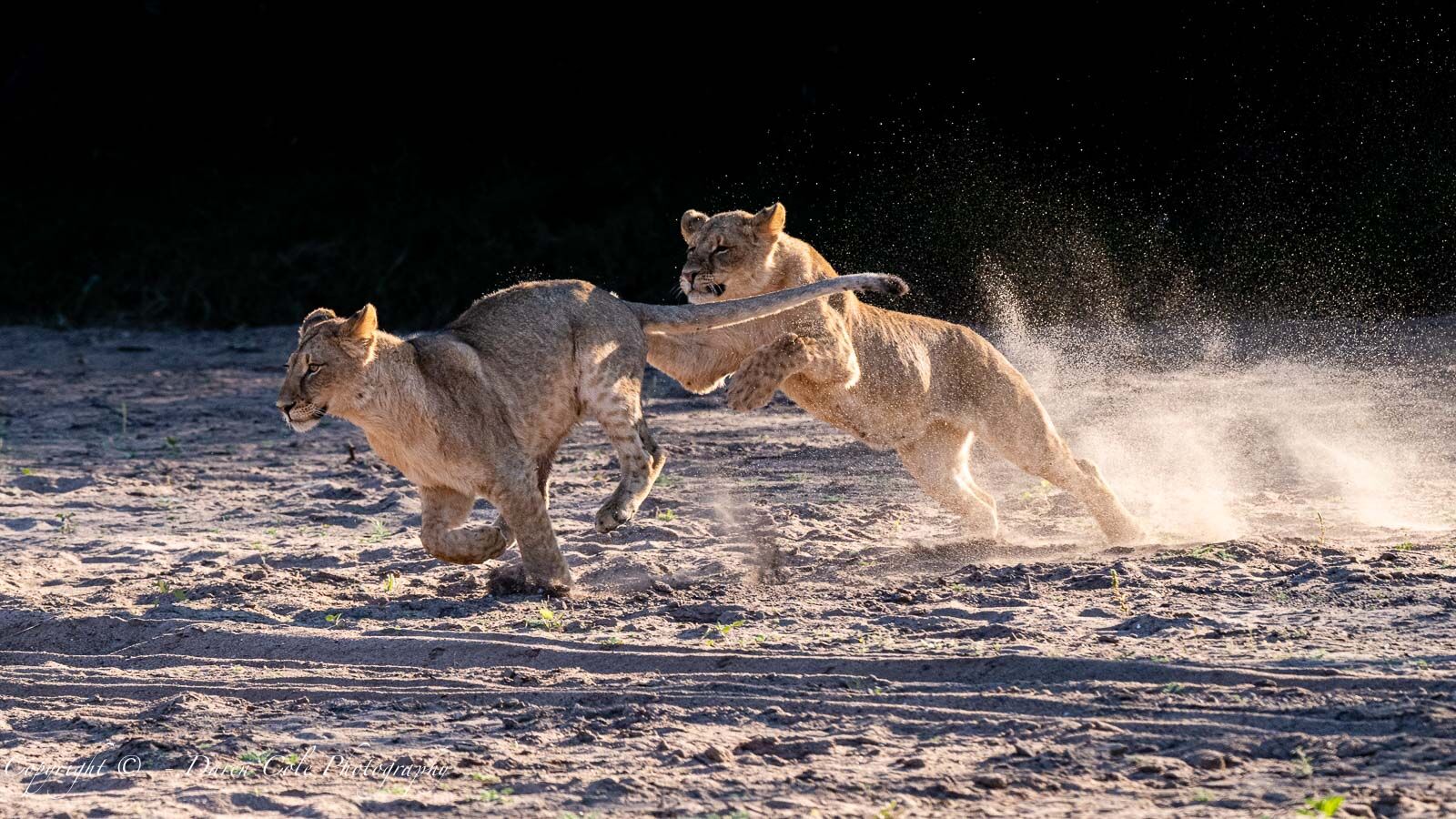 Young Lions playing in the dry riverbed