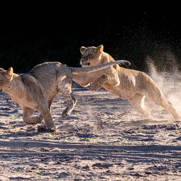 Young Lions playing in the dry riverbed