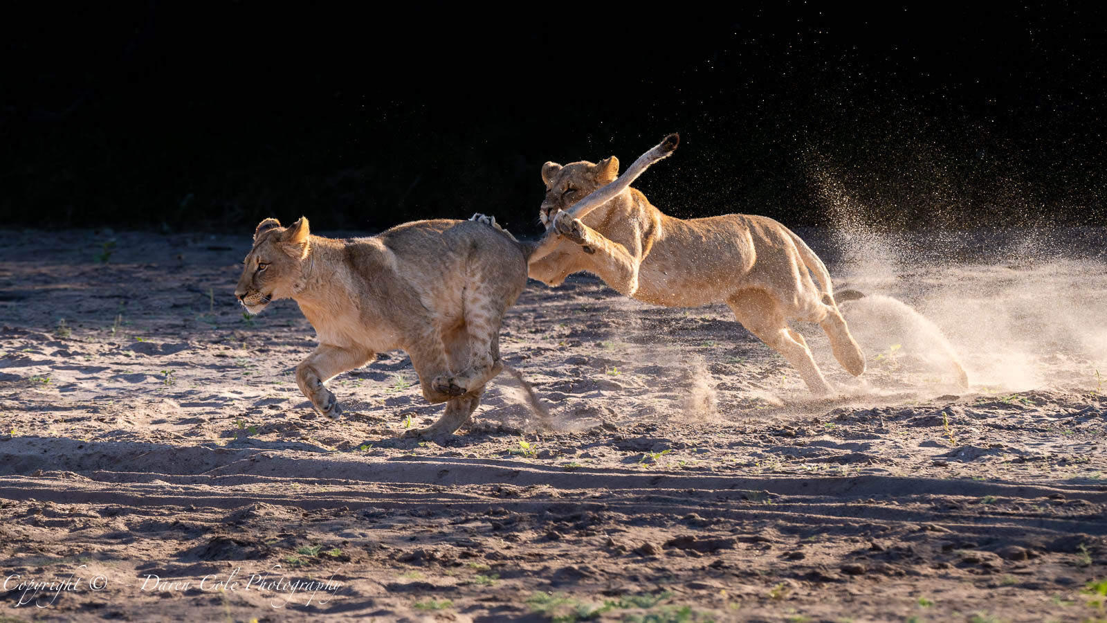 Young Lions playing in the dry riverbed