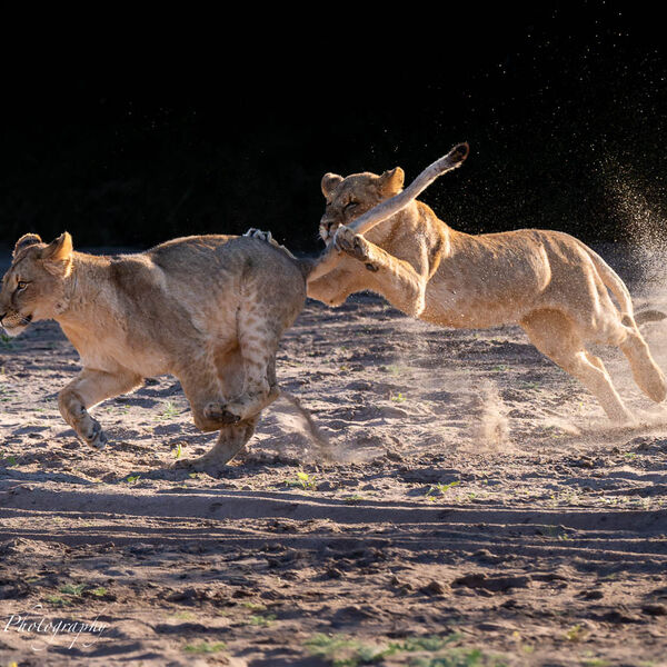 Young Lions playing in the dry riverbed