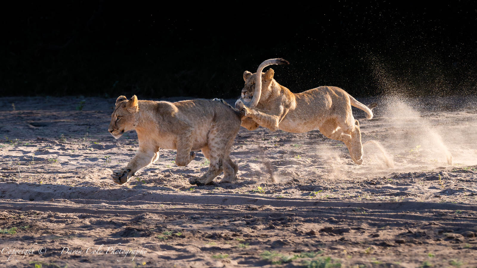 Young Lions playing in the dry riverbed