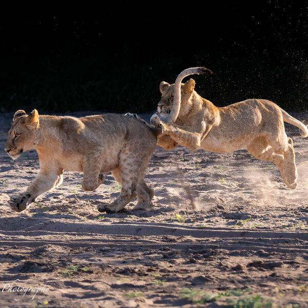 Young Lions playing in the dry riverbed