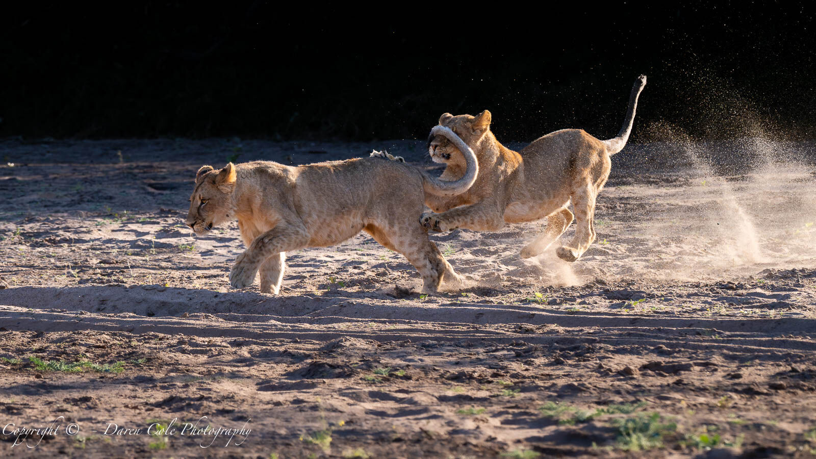 Young Lions playing in the dry riverbed
