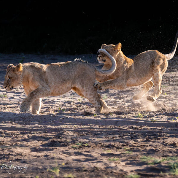 Young Lions playing in the dry riverbed