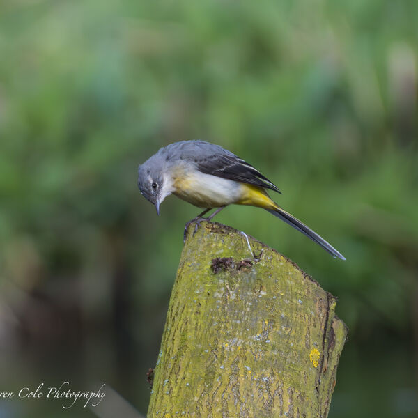 Grey Wagtail