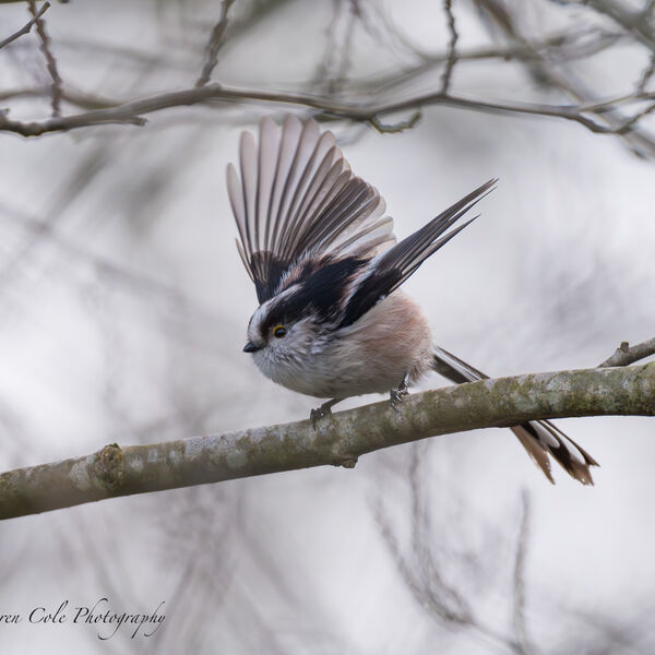 Long tailed Tit