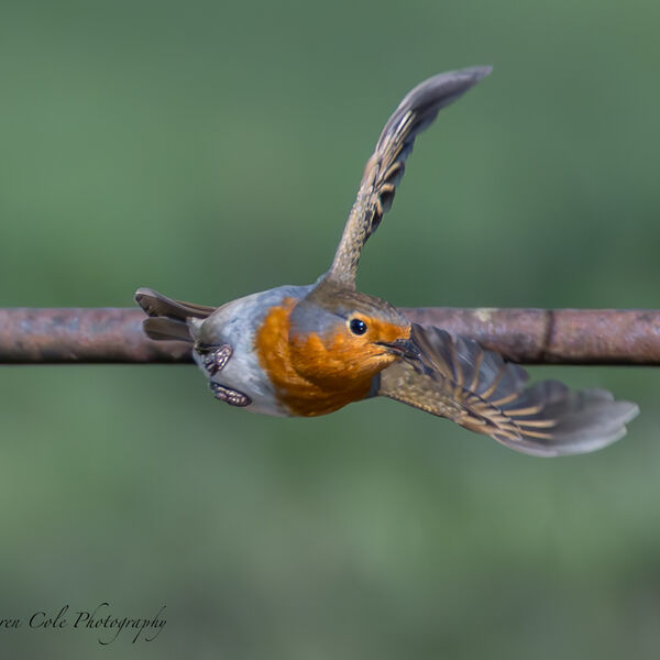 Robin take off
