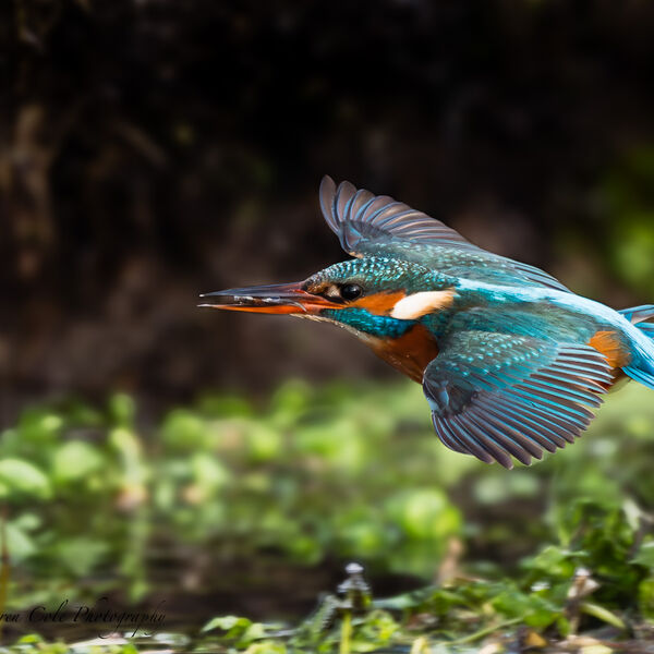 Kingfisher