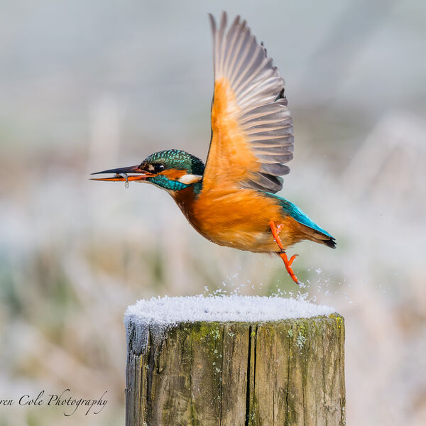 Kingfisher