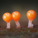 Hemitrichia decipiens Slime Mould Fruiting Body