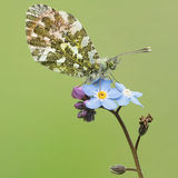 Male Orange Tip Butterfly