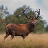 Red Stag 01
