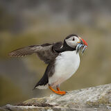Pair of Puffins with Sand Eels