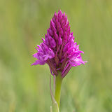 Pyramidal Orchid