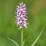 Southern Marsh Orchid