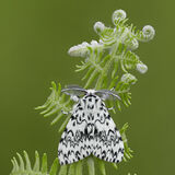 Male Black Arches Moth on Bracken