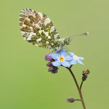 Male Orange Tip Butterfly