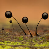 Comatricha nigra Slime Mould Fruiting Body
