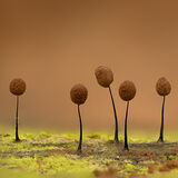 Comatricha nigra Slime Mould Ready to Spore