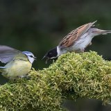 Blue Tit and Reed Bunting Squabble