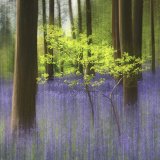 Bluebell Wood