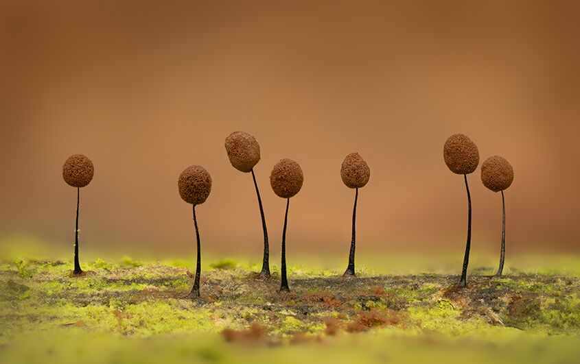 Comatricha nigra Slime Mould Ready to Spore