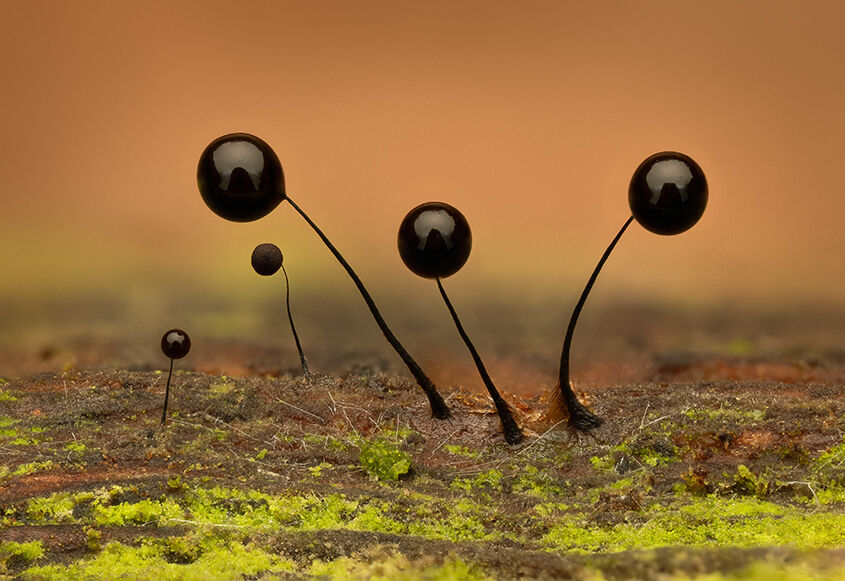 Comatricha nigra Slime Mould Fruiting Body
