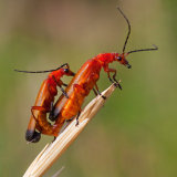 Common Red Soldier Beetles Mating