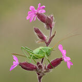 Female Great Green Bush Cricket on Red Campion