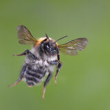 Common Carder Bee in Flight No2