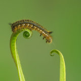 Drinker Moth Caterpillar