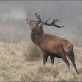 Red Stag 02