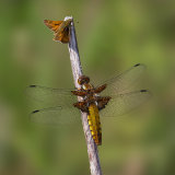 Broad Bodied Chaser and Large Skipper