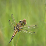 Female Four Spotted Chaser