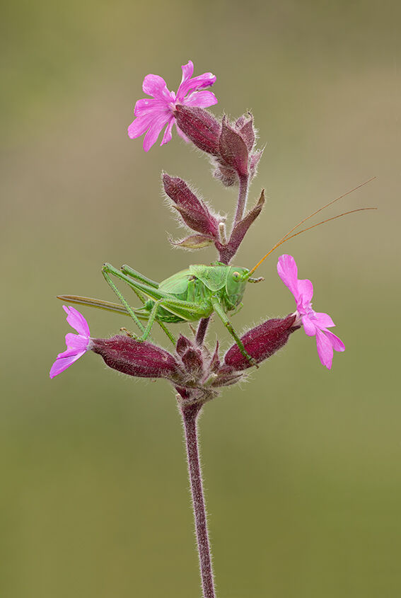 Female Great Green Bush Cricket on Red Campion