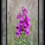 Foxglove