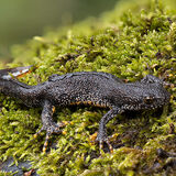 Great Crested Newt