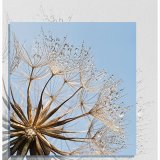 Goats Beard Seed Head