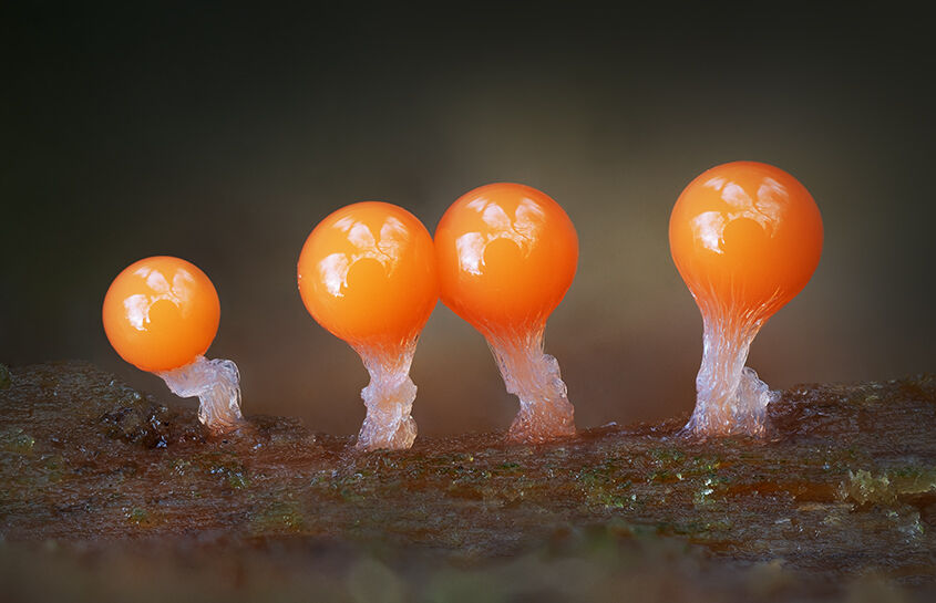 Hemitrichia decipiens Slime Mould Fruiting Body
