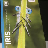 The Iris Winter 2016