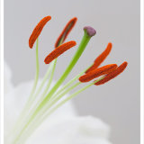 Lilly Stamen