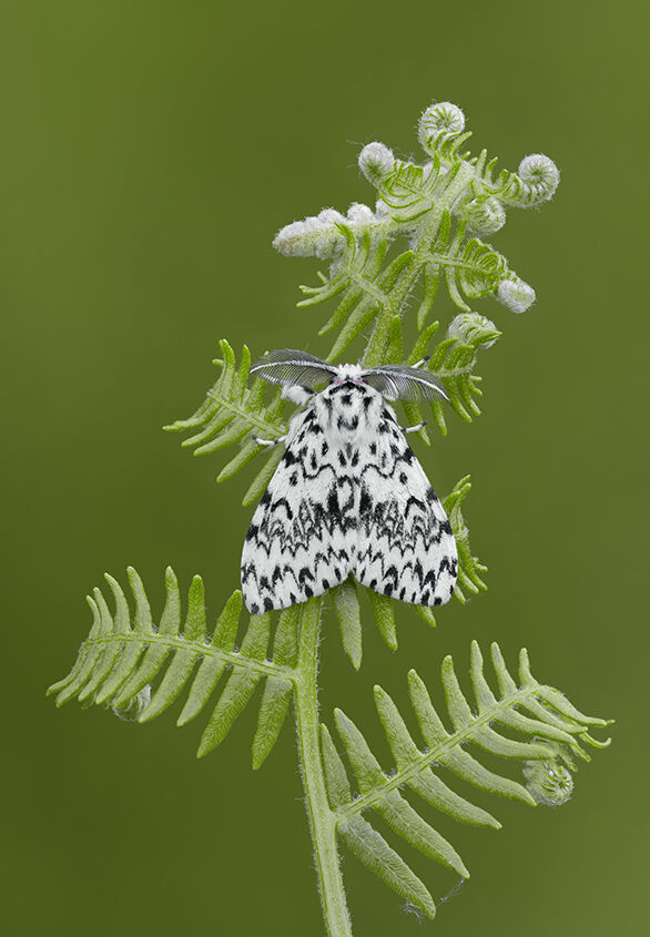 Male Black Arches Moth on Bracken